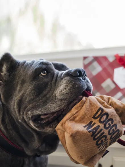 Jouet en peluche pour chien - Sac de charbon 🎅- Home for the Holidays Pet PLAY