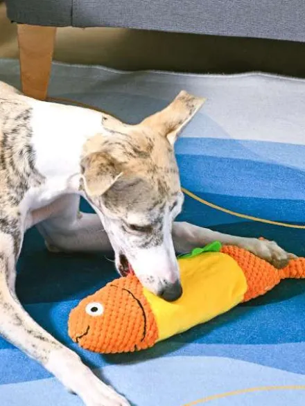 Jouet en peluche pour chien - Shaky Fish Taco 🐟🌮 - HugSmart