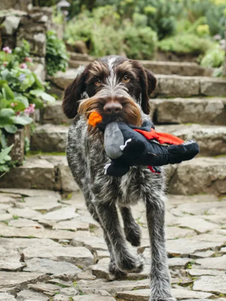 Jouet en peluche pour chien - Willow's Mythical - Dragon - Pet PLAY