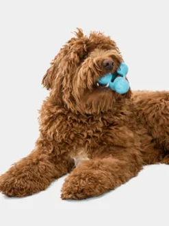 Jouet à garnir pour chien - Tux Zogoflex Bleu - Eco-friendly