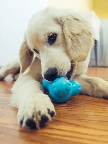 Jouet à garnir pour chien - Tux Zogoflex Bleu - Eco-friendly