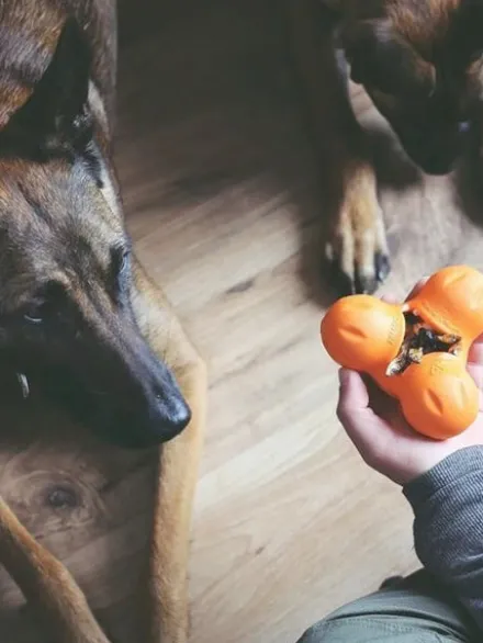 Jouet à garnir pour chien - Tux Zogoflex Orange - Eco-friendly