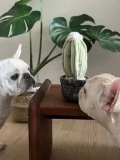 Jouet interactif pour chien - Cactus 🌵 - Lambwolf Collective