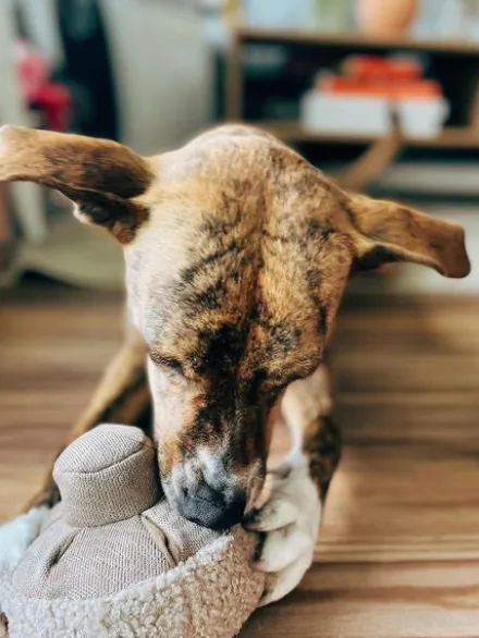 Jouet interactif pour chien - Mushroom Nosework