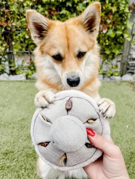 Jouet interactif pour chien - Mushroom Nosework
