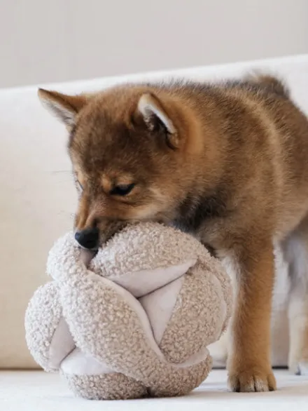 Jouet interactif pour chien - Monti - Avoine