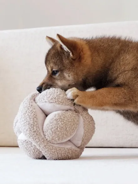 Jouet interactif pour chien - Monti - Avoine