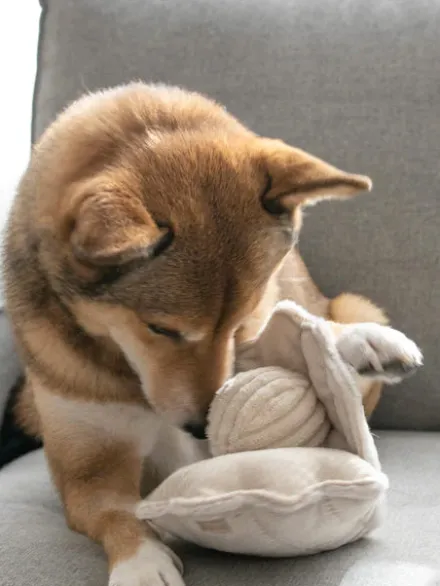 Jouet interactif pour chien - Oyster Pop