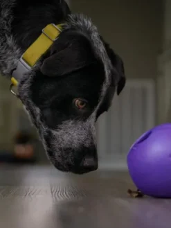 Jouet interactif puzzle pour chien - Rumbl Zogoflex - Violet - Eco-friendly