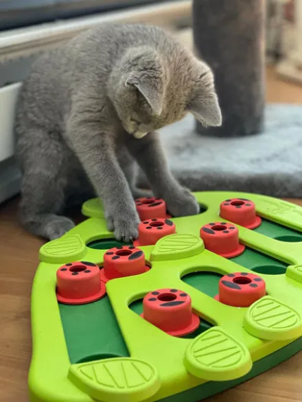 Jouet interactif / puzzle pour Chat - Buggin' Out - Niveau 2