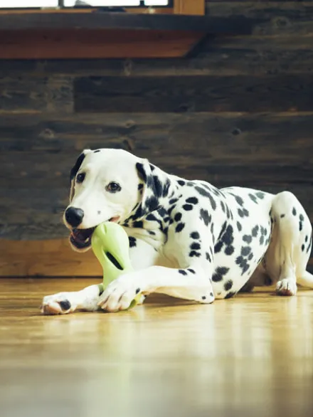 Jouet interactif puzzle pour chien - Qwizl Zogoflex - Vert - Eco-friendly