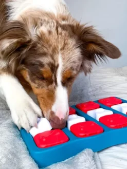 Jouet interactif / puzzle pour chien - Dog Brick - Niveau 2