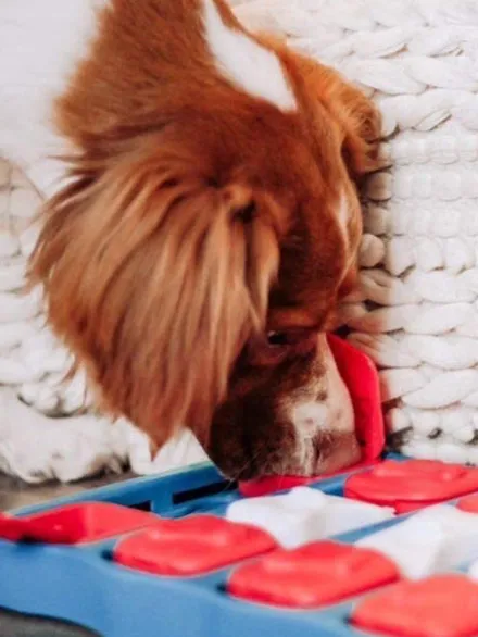Jouet interactif / puzzle pour chien - Dog Brick - Niveau 2