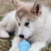Jouet KONG Puppy â mâcher pour chiot - Taille M - Bleu