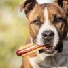 Jouet à mâcher - Hot Dog - SodaPup
