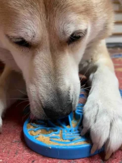 Jouet à mâcher ou à lécher pour chien - eCoin Air - SodaPup