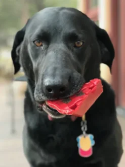 Jouet à mâcher ou à lécher pour chien - Tarte à la cerise - SodaPup