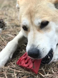 Jouet à mâcher ou à lécher pour chien - Tarte à la cerise - SodaPup