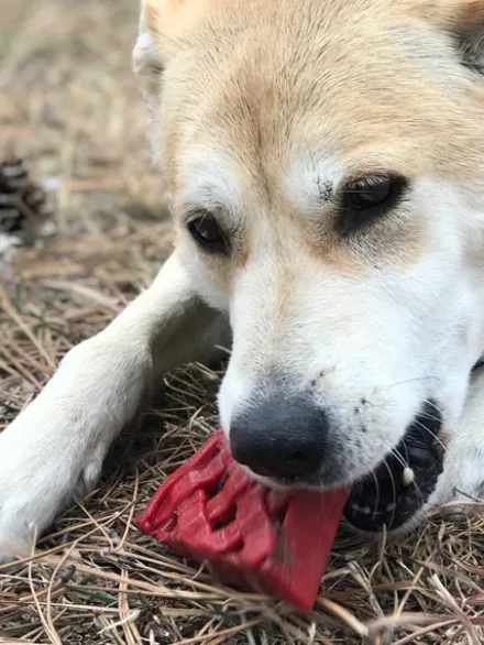 Jouet à mâcher ou à lécher pour chien - Tarte à la cerise - SodaPup