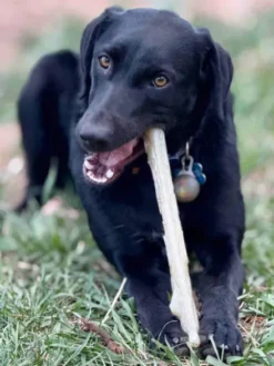Jouet à mâcher pour chien - Nylon Chew Stick - SodaPup