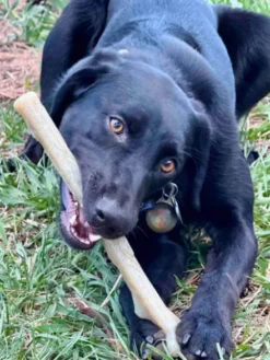 Jouet à mâcher pour chien - Nylon Chew Stick - SodaPup