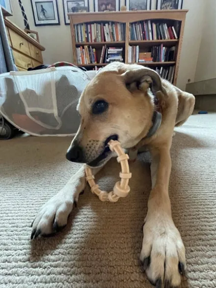 Jouet à mâcher pour chien - Teething Ring infusé au Poulet 🐔 - SodaPup