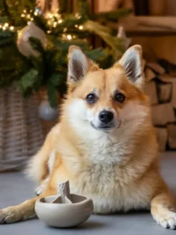 Jouet occupation pour chien - Champignon 🍄 - Loblola
