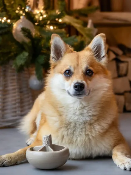 Jouet occupation pour chien - Champignon 🍄 - Loblola