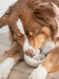 Jouet occupation pour chien - Champignon 🍄 - Loblola