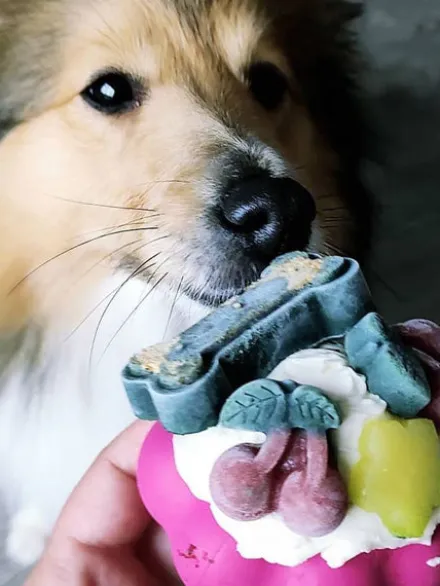 Jouet occupation pour chien - Cupcake - SodaPup