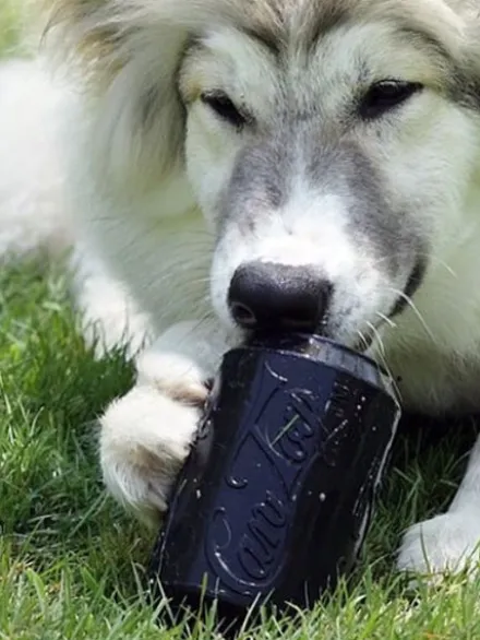Jouet occupation pour chien - Canette Noire - SodaPup