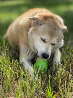 Jouet occupation pour chien - Gnome - SodaPup