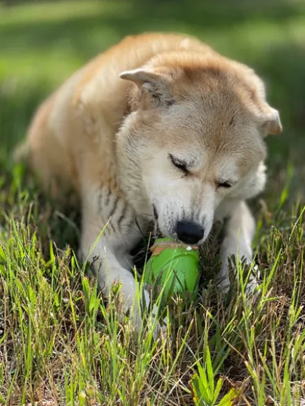 Jouet occupation pour chien - Gnome - SodaPup