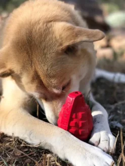 Jouet occupation pour chien - Grenade - SodaPup