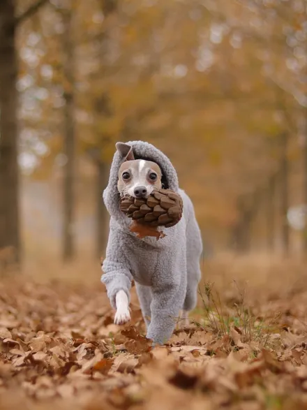 Jouet occupation pour chien - Pomme de Pin - Loblola