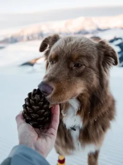 Jouet occupation pour chien - Pomme de Pin - Loblola