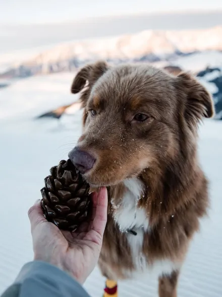 Jouet occupation pour chien - Pomme de Pin - Loblola