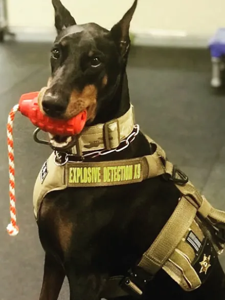Jouet occupation à tirer pour chien - Grenade noir Tug 💣 - SodaPup