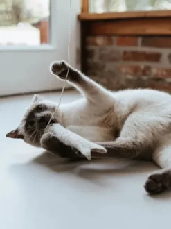 Jouet pour chat en laine - Poisson ficelle gris 🐟 - Hunter stylecats