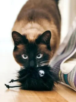 Jouet pour chat - Herbe à chat biologique - Frisky Furball - Pet PLAY