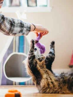 Jouet pour chat - Herbe à chat biologique - Vers de Terre - Pet PLAY