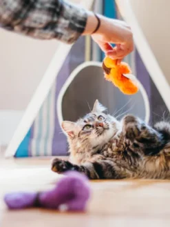 Jouet pour chat - Herbe à chat biologique - Vers de Terre - Pet PLAY