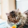 Jouet pour chat - Herbe à chat biologique - Farm - Pet PLAY