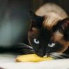 Jouet pour chat - Herbe à chat biologique - Fruits - Pet PLAY