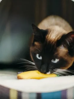Jouet pour chat - Herbe à chat biologique - Fruits - Pet PLAY