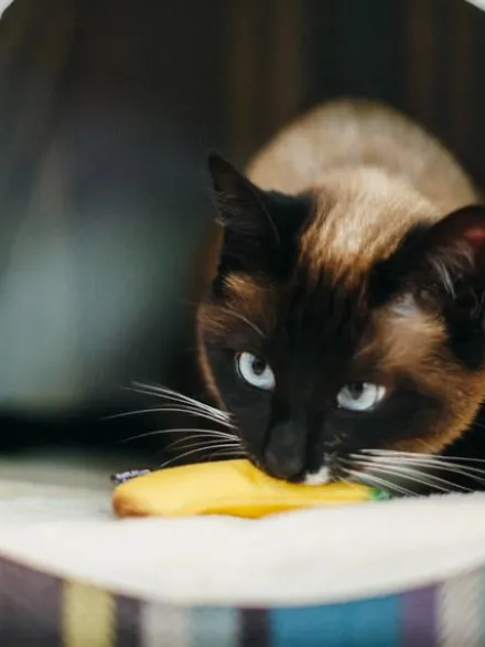 Jouet pour chat - Herbe à chat biologique - Fruits - Pet PLAY