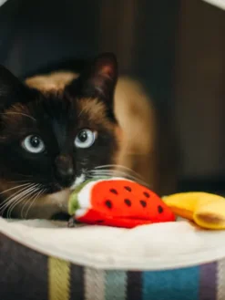 Jouet pour chat - Herbe à chat biologique - Fruits - Pet PLAY