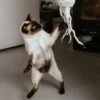 Jouet pour chat - Méduse en laine 🪼 - Hunter stylecats