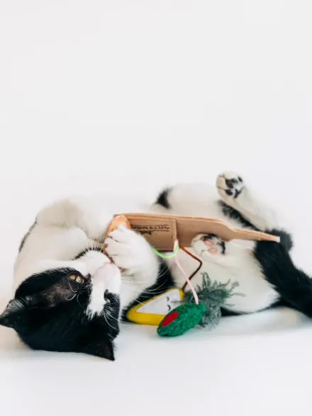 Jouet pour chat - Plateau de charcuterie 🥓 - Pet PLAY
