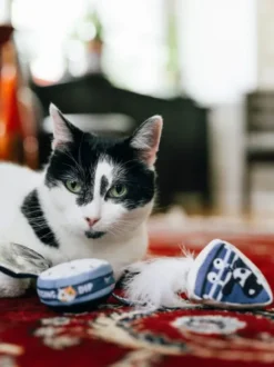 Jouet pour chat - Plateau de fromage 🧀 - Pet PLAY